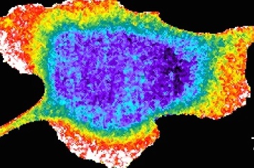 Klaus Hahn和Tim Elston Rainbow Cell图像在细胞出版物2021