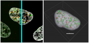Deconvolution and 3D analysis of puncta in nuclei